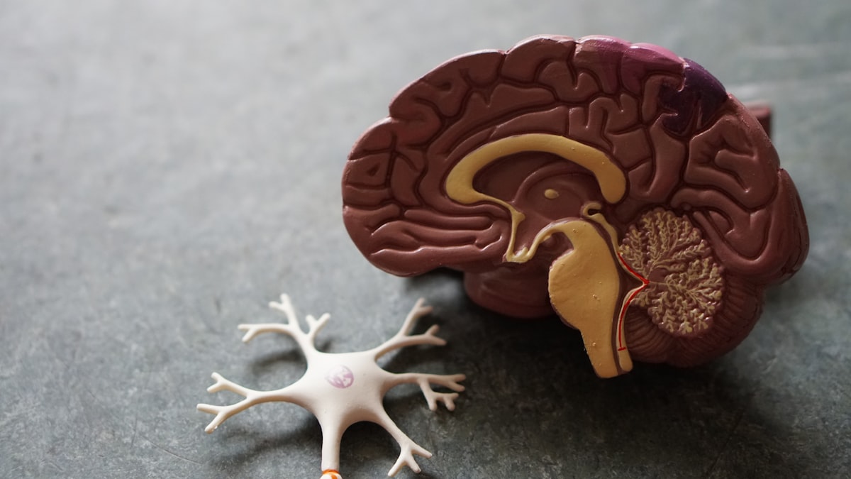 Dry Needling vs Massage: Which Is Right for You?